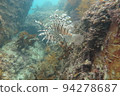 長崎高島的獅子魚 94278687
