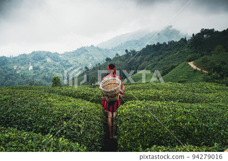 rear view of young woman with wicker basket wearing traditional harvesting clothes between rows of Turkish black tea plantations in Cayeli area Rize province rear view of young woman with wicker basket wearing traditional harvesting clothes between rows of Turkish black tea plantations in Cayeli area Rize province 94279016