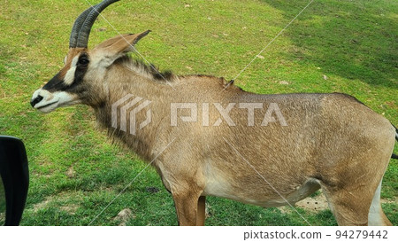 A deer that only lives in the Amazon? Cow? reindeer? 94279442