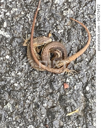 蜥蜴交配 94279472