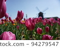 鬱金香和風車 94279547