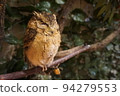 棕色貓頭鷹 94279553
