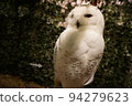 白貓頭鷹 94279623