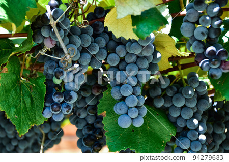 長野縣鹽尻市即將收穫的美味葡萄 94279683