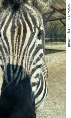 zebra zebra 94279689