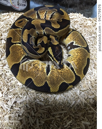 金槍魚滾蛇 金槍魚滾蛇 94279976