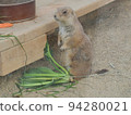 Prairie dog stunned after dropping important food 94280021