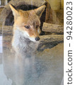 A fox that seems to disappear like this 94280023