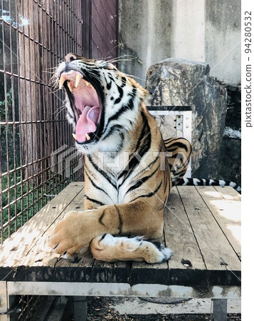 打哈欠的老虎 94280532