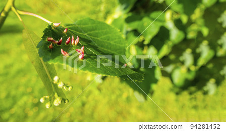 Lime nail gall caused by red nail gall mite Eriophyes tiliae on the leaves of common lime. 94281452
