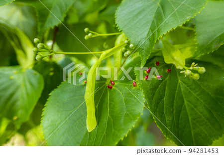 Lime nail gall caused by red nail gall mite Eriophyes tiliae on the leaves of common lime. Lime nail gall caused by red nail gall mite Eriophyes tiliae on the leaves of common lime. 94281453
