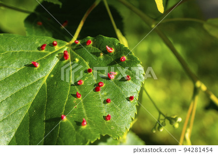 Lime nail gall caused by red nail gall mite Eriophyes tiliae on the leaves of common lime. 94281454