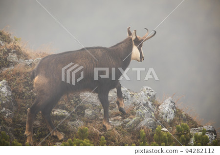 Tatra chamois climbing on rocks in mist in autumn nature Tatra chamois climbing on rocks in mist in autumn nature 94282112
