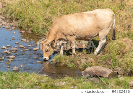 Aubrac cow going to drink in a river in times of drought. Aubrac cow going to drink in a river in times of drought. 94282426