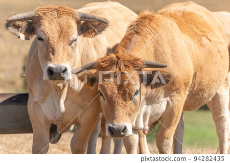 Two Aubrac cows together in pasture in summer. 94282435