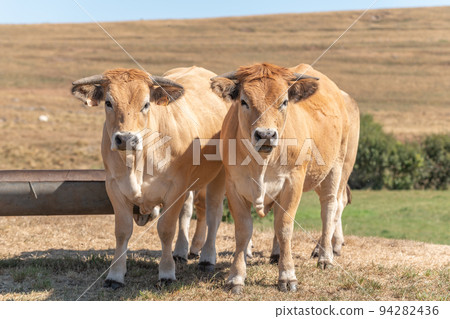 Two Aubrac cows together in pasture in summer. Two Aubrac cows together in pasture in summer. 94282436