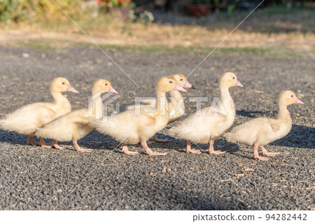 Duck chicks family walking together on farm. Duck chicks family walking together on farm. 94282442