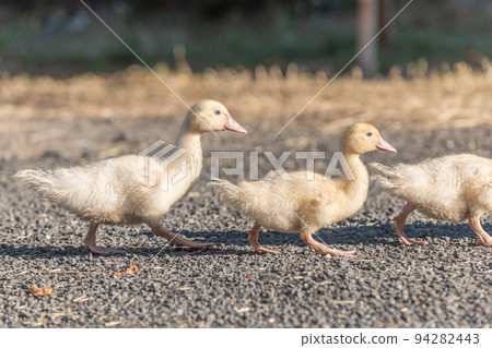 Duck chicks family walking together on farm. Duck chicks family walking together on farm. 94282443