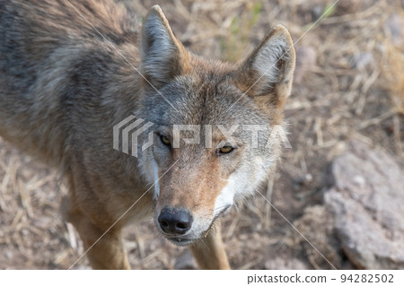 Mongolian wolf (Canis lupus chanco) in Gevaudan Park. 94282502