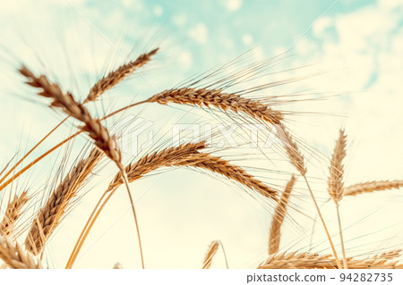 Wheat field golden rye plant. Cereal bread grain in farm landscape on sunset sky golden background. Agriculture summer harvest. Wheat field golden rye plant. Cereal bread grain in farm landscape on sunset sky golden background. Agriculture summer harvest. 94282735