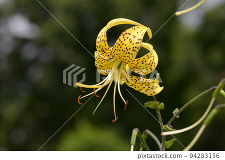 Ogon lily Ogon lily 94283156