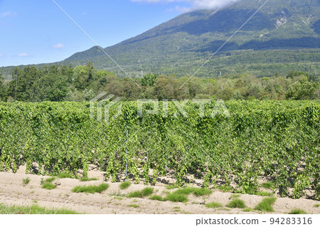 Shoot the scenery of the yam field in Makkari Village, Hokkaido in early autumn Shoot the scenery of the yam field in Makkari Village, Hokkaido in early autumn 94283316