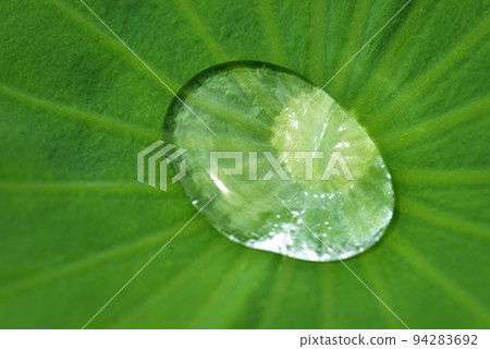 Lotus leaf polka dots 94283692