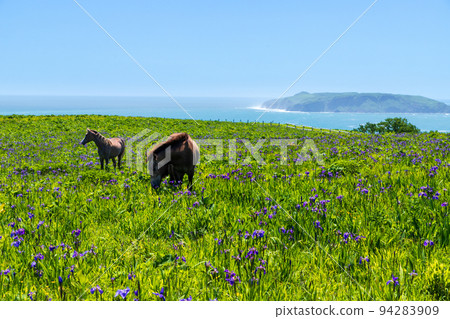 Horse of Ayamegahara and Hiougi Ayame 94283909