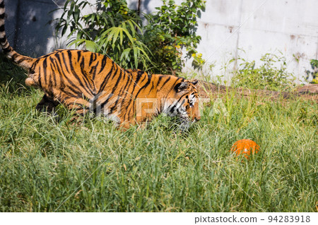 Tennoji Zoo Amur tiger playing with a ball Tennoji Zoo Amur tiger playing with a ball 94283918