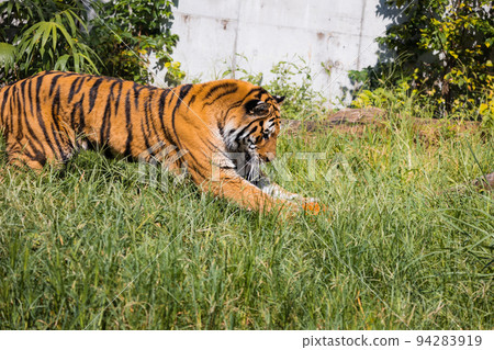 Tennoji Zoo Amur tiger playing with a ball 94283919
