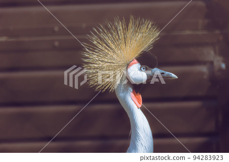 Tennoji Zoo Gray Crowned Crane 94283923