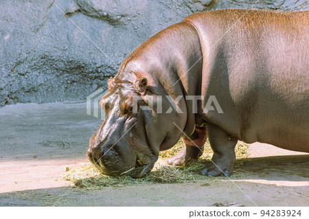 Tennoji Zoo Hippopotamus eating food 94283924