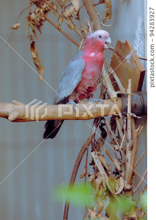 Tennoji Zoo Galah gnawing on a tree Tennoji Zoo Galah gnawing on a tree 94283927
