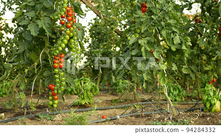 Tomato berry bio branch unripe green harvest tomatoes cherry vine crop vegetable red harvesting greenhouse plant grow foil field Solanum lycopersicum farm farming brushwood growth garden organic 94284332