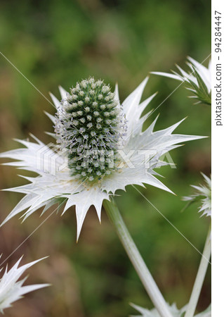 Ornamental sea holly with silver bracts Ornamental sea holly with silver bracts 94284447