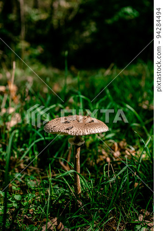 mushroom umbel Macrolepiota procera on a green sunny lawn. View from above. copy space 94284494