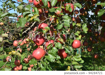 Red-grown apples 94284721