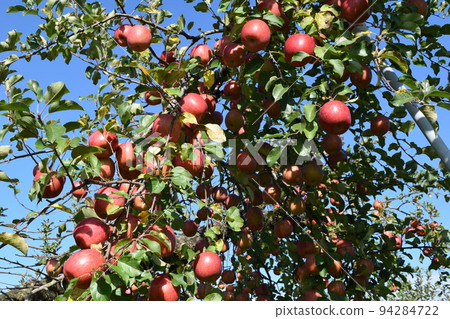 Red-grown apples Red-grown apples 94284722