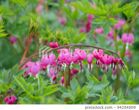 Flowering plant Lamprocapnos spectabilis, bleeding heart, fallopian buds or Asian bleeding-heart. Bright pink flowers in bloom. Summer natural background. 94284809