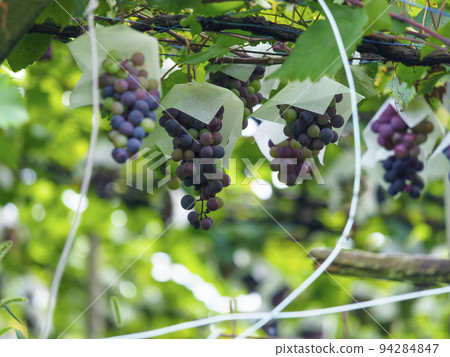 Scenery of a fruit garden with grapes 94284847