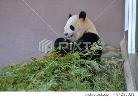 美味地吃竹子的櫻濱 94285321