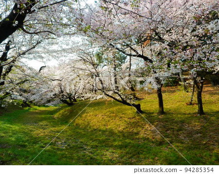 櫻花走廊 94285354