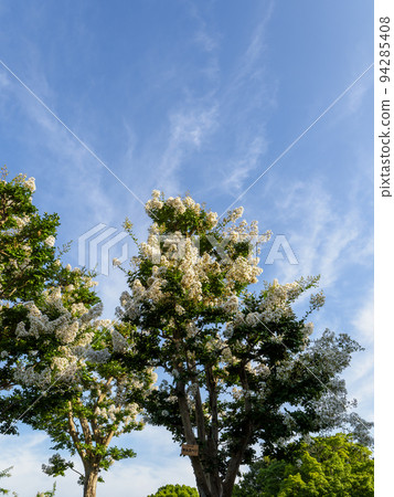 Blue sky and white crape myrtle flowers Blue sky and white crape myrtle flowers 94285408