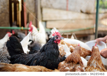 Chickens and roosters are walking in the farm coop. Floor cage free chickens is trend of modern poultry farming. Local business. Chickens and roosters are walking in the farm coop. Floor cage free chickens is trend of modern poultry farming. Local business. 94285468