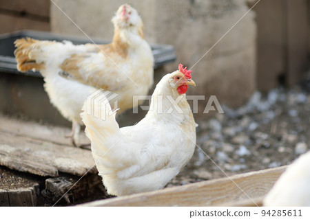 Chickens and roosters are walking in the farm coop. Floor cage free chickens is trend of modern poultry farming. Local business. Chickens and roosters are walking in the farm coop. Floor cage free chickens is trend of modern poultry farming. Local business. 94285611