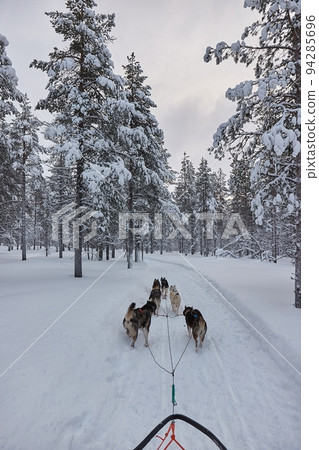 Dog sled ride in winter arctic forest 94285696