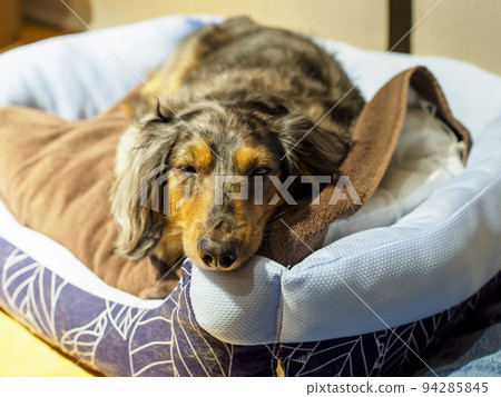 dachshund sleeping in bed dachshund sleeping in bed 94285845