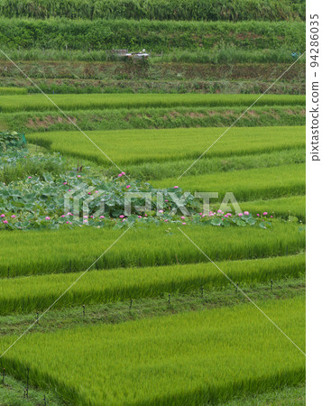 飛鳥村水稻梯田盛開的荷花 94286035