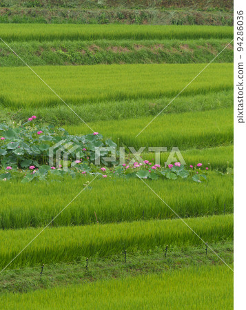 飛鳥村水稻梯田盛開的荷花 94286036