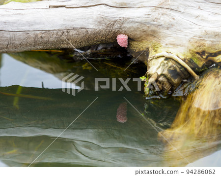 Jumbo snail eggs laid on driftwood in a pond 94286062